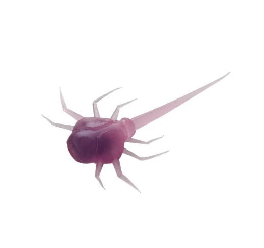 COCCONUT CRAB - Image 3