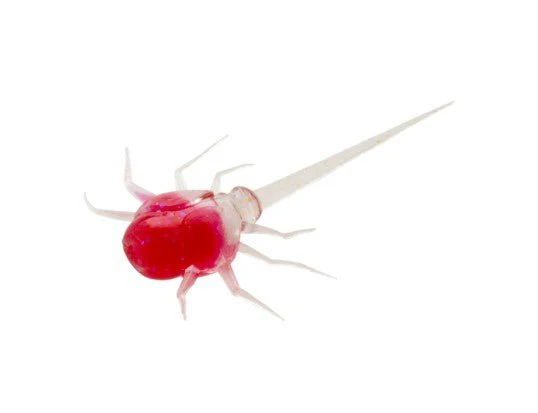 COCCONUT CRAB - Image 5